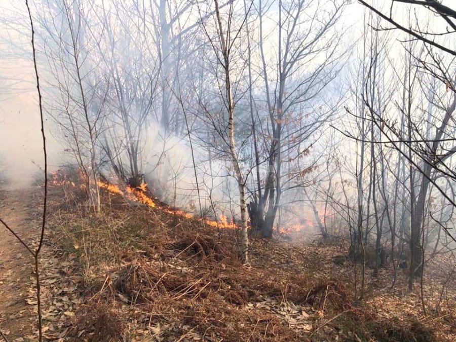  Zjarri dëmton 400 fidanë në Podujevë
