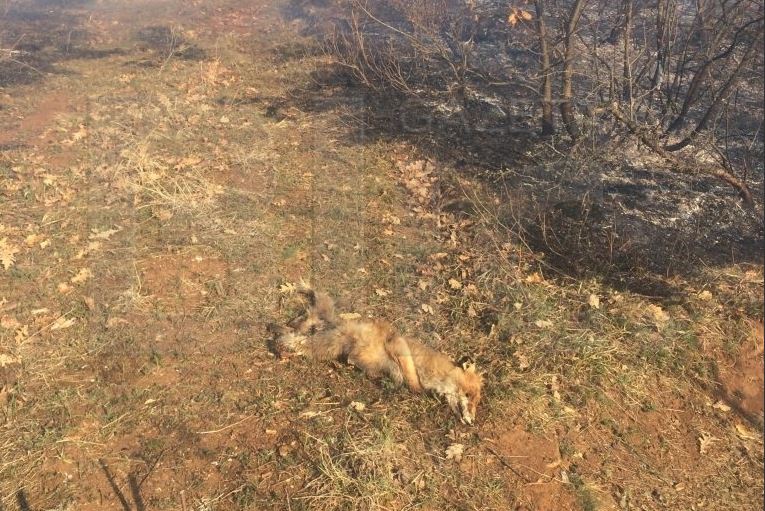  Djegia e maleve: Ja si e pësuan kafshët e egra nga zjarret në Suharekë