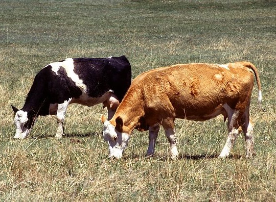 Konfiskohen dy krerë lopë në Podujevë, policia dyshon se janë kontrabanduar