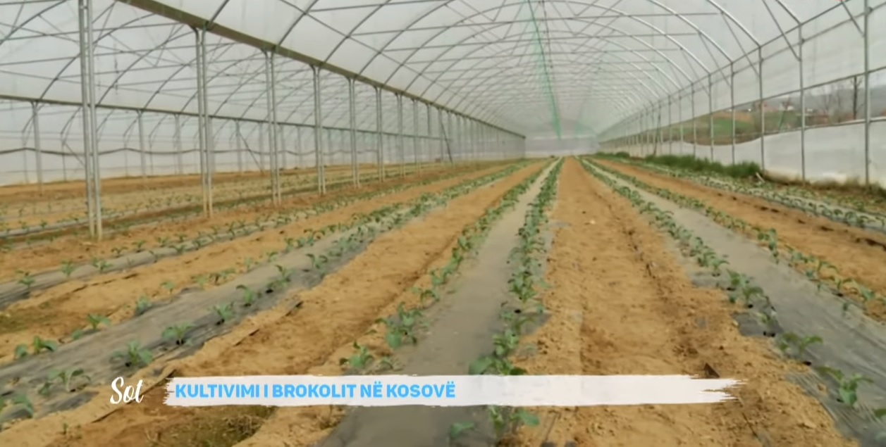 Kultivimi i brokolit në Lupç të Podujevës |VIDEO