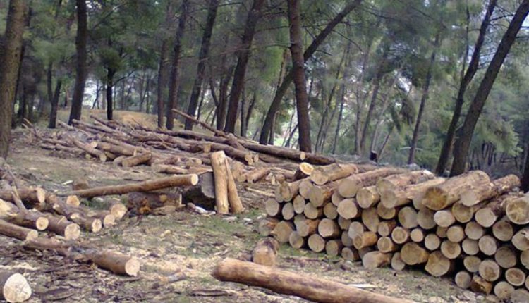  Rojtari i pyllit pranon fajin për dallavere me dru në Metergovc të Podujevës, dënohet me burgim me kusht