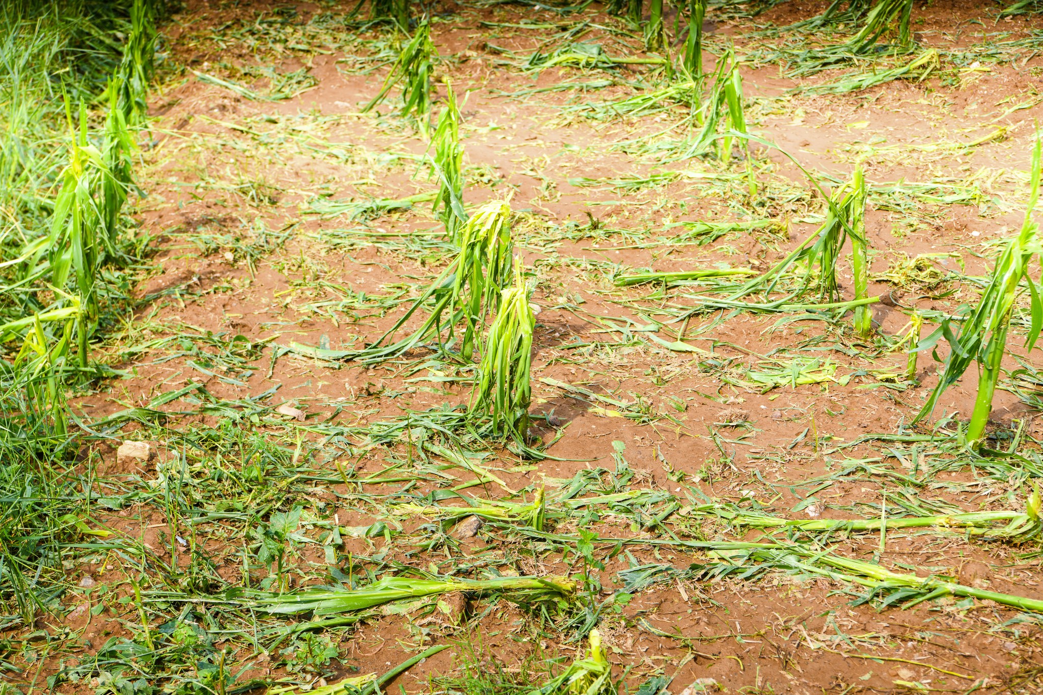  Ja çfarë dëme të mëdha u ka shkaktuar dje breshëri fermerëve llapjanë |FOTO