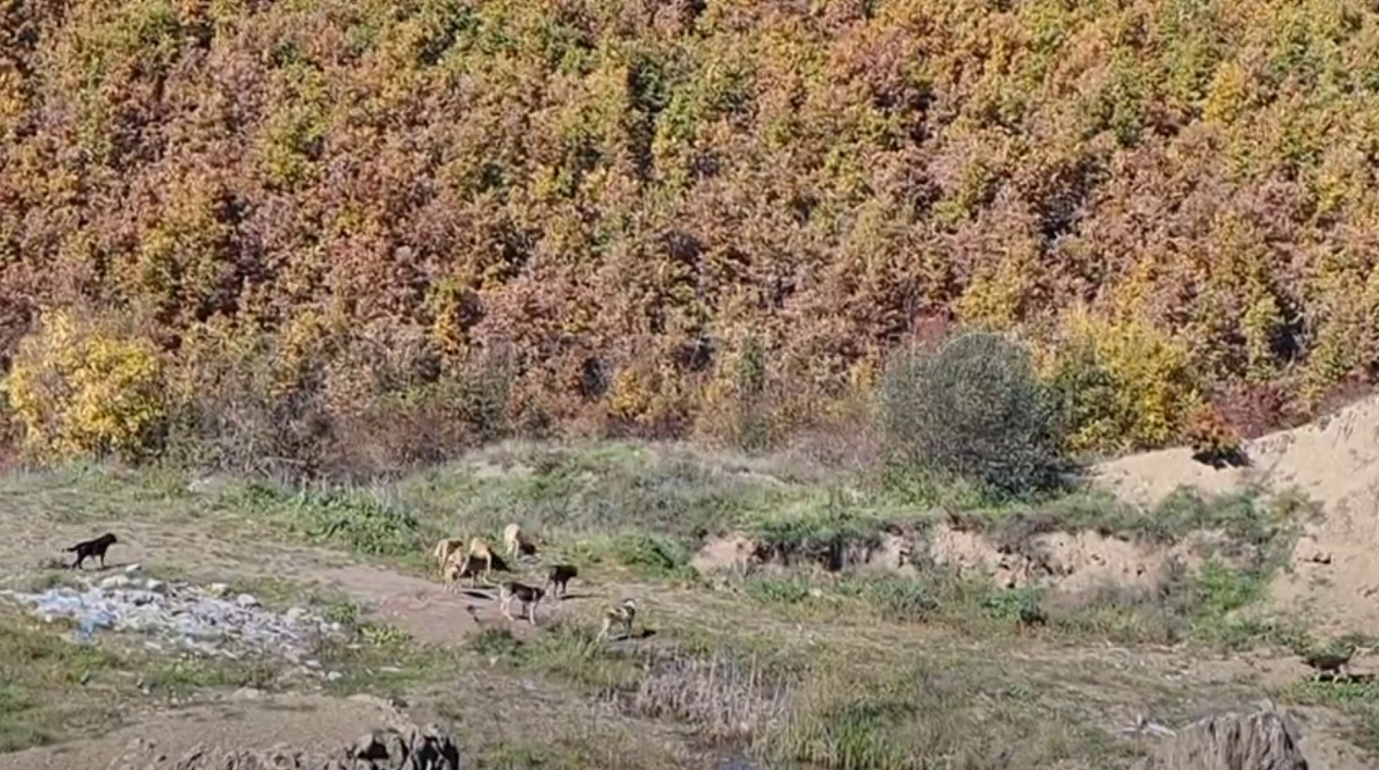  Banorët e fshatit Dumnicë ankohen se ujërat e zeza po derdhen jashtë deponisë së mbeturinave