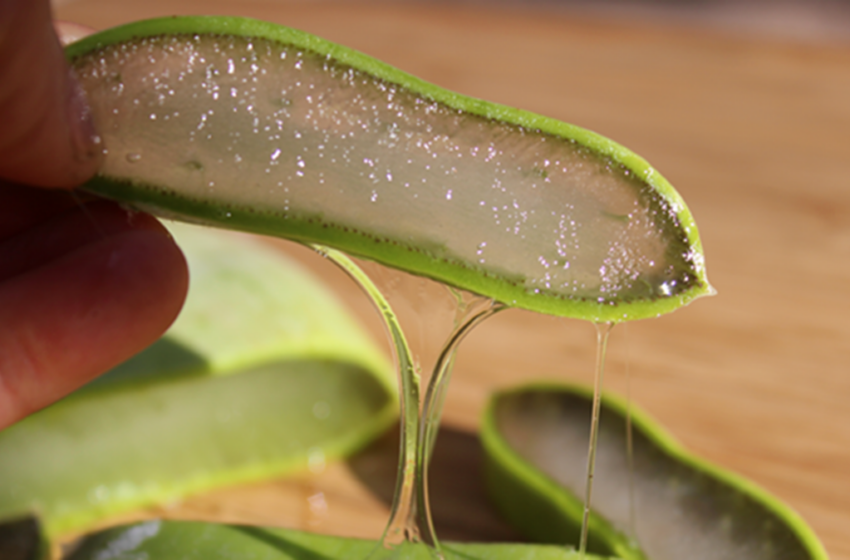  Si të përdorni Aloe Verën për shëndetin e dhëmbëve