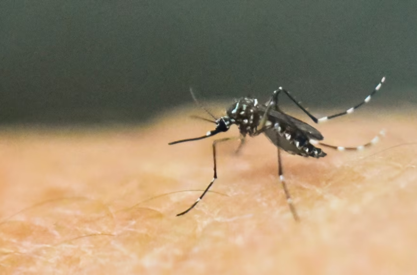  OBSH paralajmëron për përhapjen e virusit ‘chikungunya’ nga mushkonjat